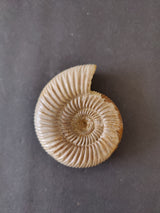 Polished spiral ammonite fossil with ridged shell texture, light beige tones, displayed against a dark gray background.