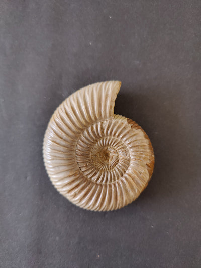 Polished Ammonite Fossil, Late Jurassic, Madagascar