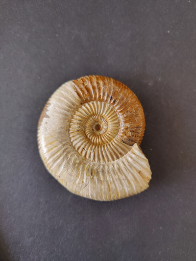 Polished Ammonite Fossil, Late Jurassic, Madagascar