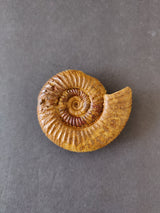 Polished ammonite fossil from the Late Jurassic era, showing a brown spiral shell with ridged texture on a gray background.