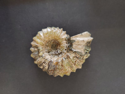 Polished Ammonite Fossil, Early Cretaceous, Madagascar