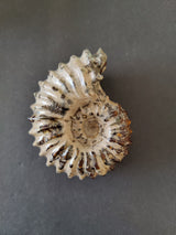 Polished ammonite fossil exhibiting a spiral shape with ridged, shiny surface and dark brown to beige tones, set against a plain dark gray background.