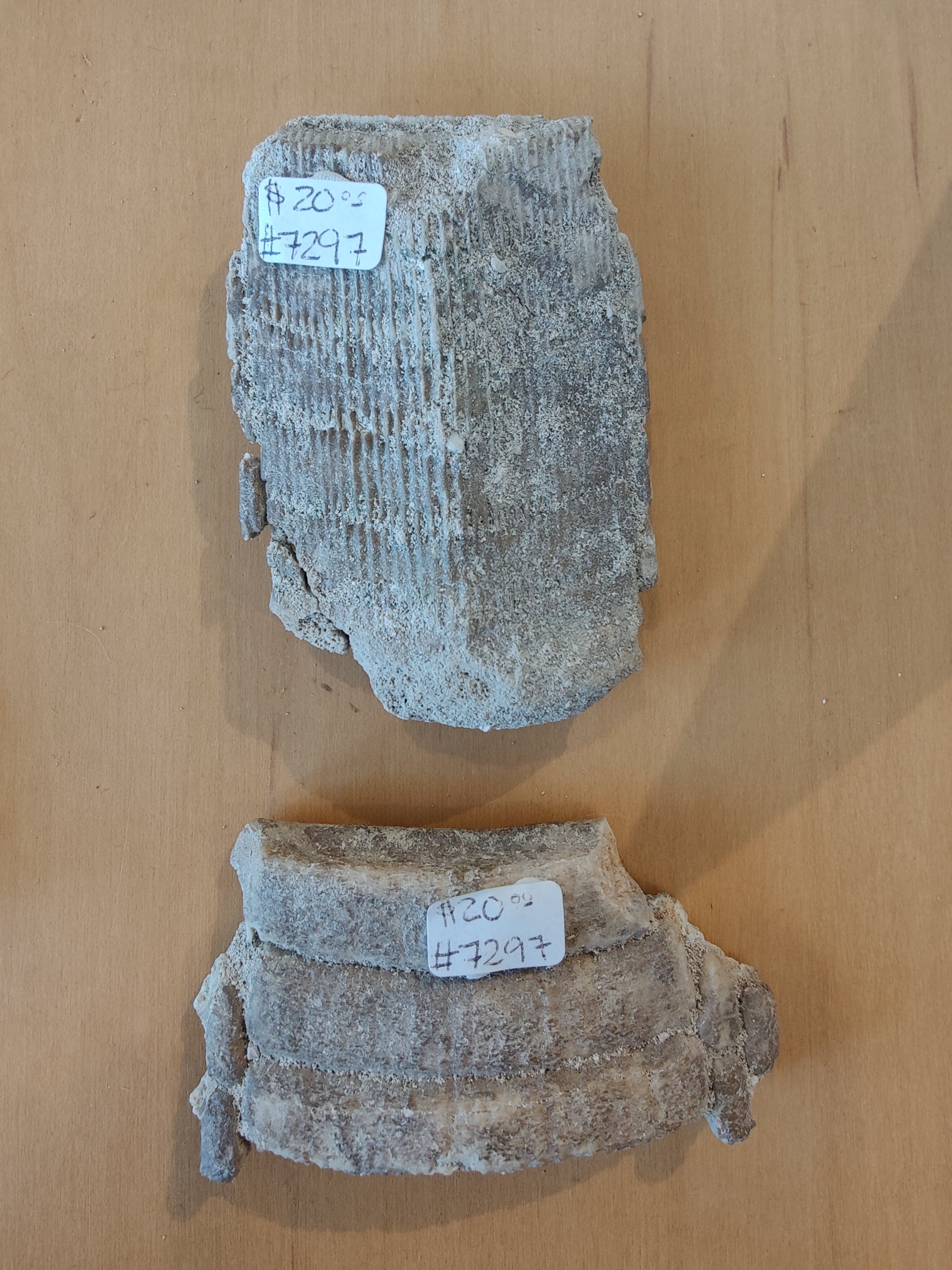 Large stingray mouth plate fossil from Morocco laid on a neutral background