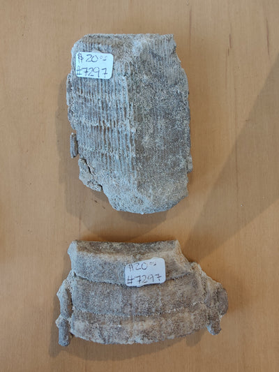 Large stingray mouth plate fossil from Morocco laid on a neutral background