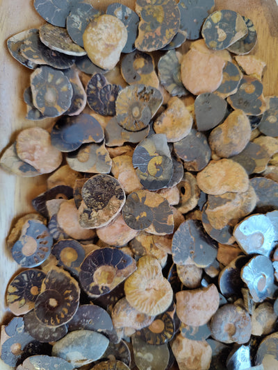 Polished Ammonite Slice by Rare Earth Gallery - main product image for Resin Society