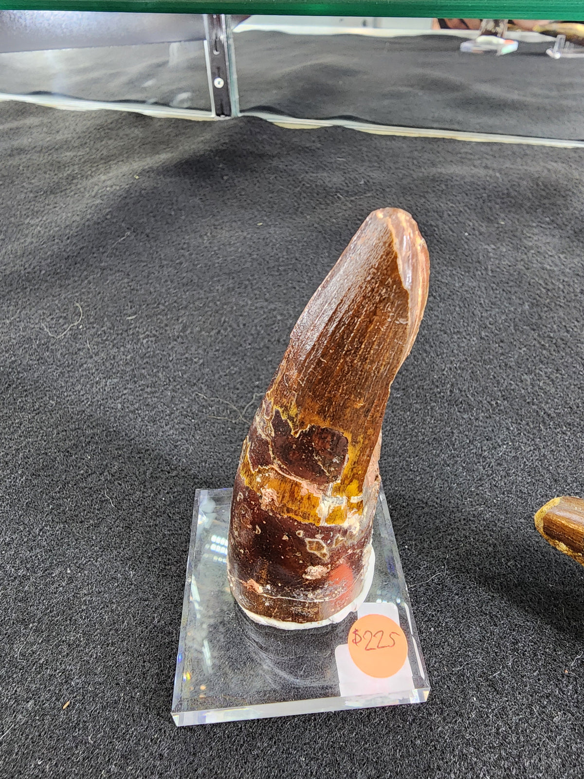 Large dark brown fossilized tooth with textured ridges, displayed upright on a clear rectangular stand with a $225 price tag on a black fabric surface.