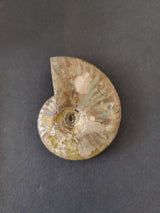 Polished ammonite fossil from the Early Cretaceous, displaying iridescent beige and light greenish hues on a dark background.