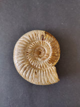 Polished ammonite fossil from the Late Jurassic, featuring a spiral shell with ridged, pale beige and brown tones on a dark gray background.
