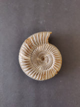 Polished Late Jurassic ammonite fossil with a detailed spiral shell and light brown ridges on a dark gray background