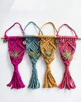 Macrame Air Plant Hanger in natural color holding a green air plant