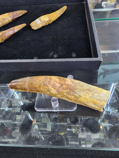 Large Spinosaurus tooth fossil from Morocco, aged 72-112 million years