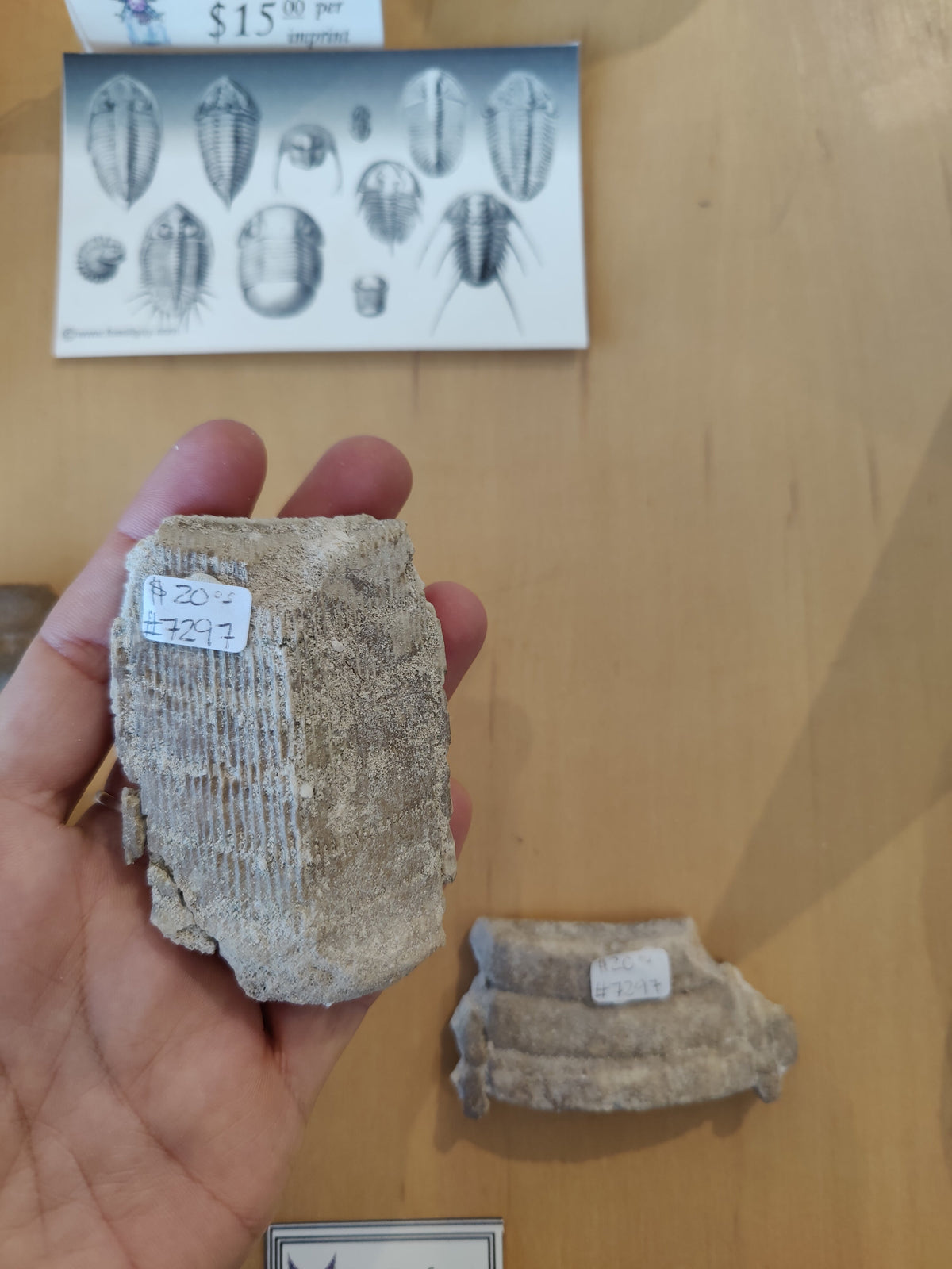 Hand holding a beige fossil with ribbed texture and label, against a light wood surface showing a similar smaller fossil and a sheet illustrating fossil shapes.