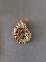 Polished ammonite fossil with glossy brown and tan spiral shell, featuring intricate ridges and segments, set against a plain gray background.