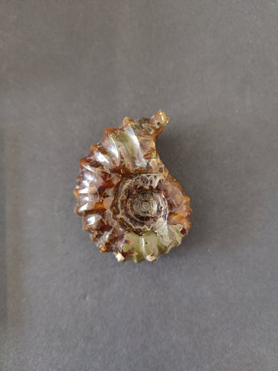 Polished Ammonite Fossil, Early Cretaceous, Madagascar