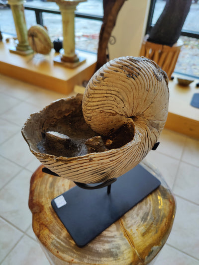 Nautiloid Fossil with Display Stand, Early Cretaceous, Madagascar by Rare Earth Gallery - product image 3 for Resin Society