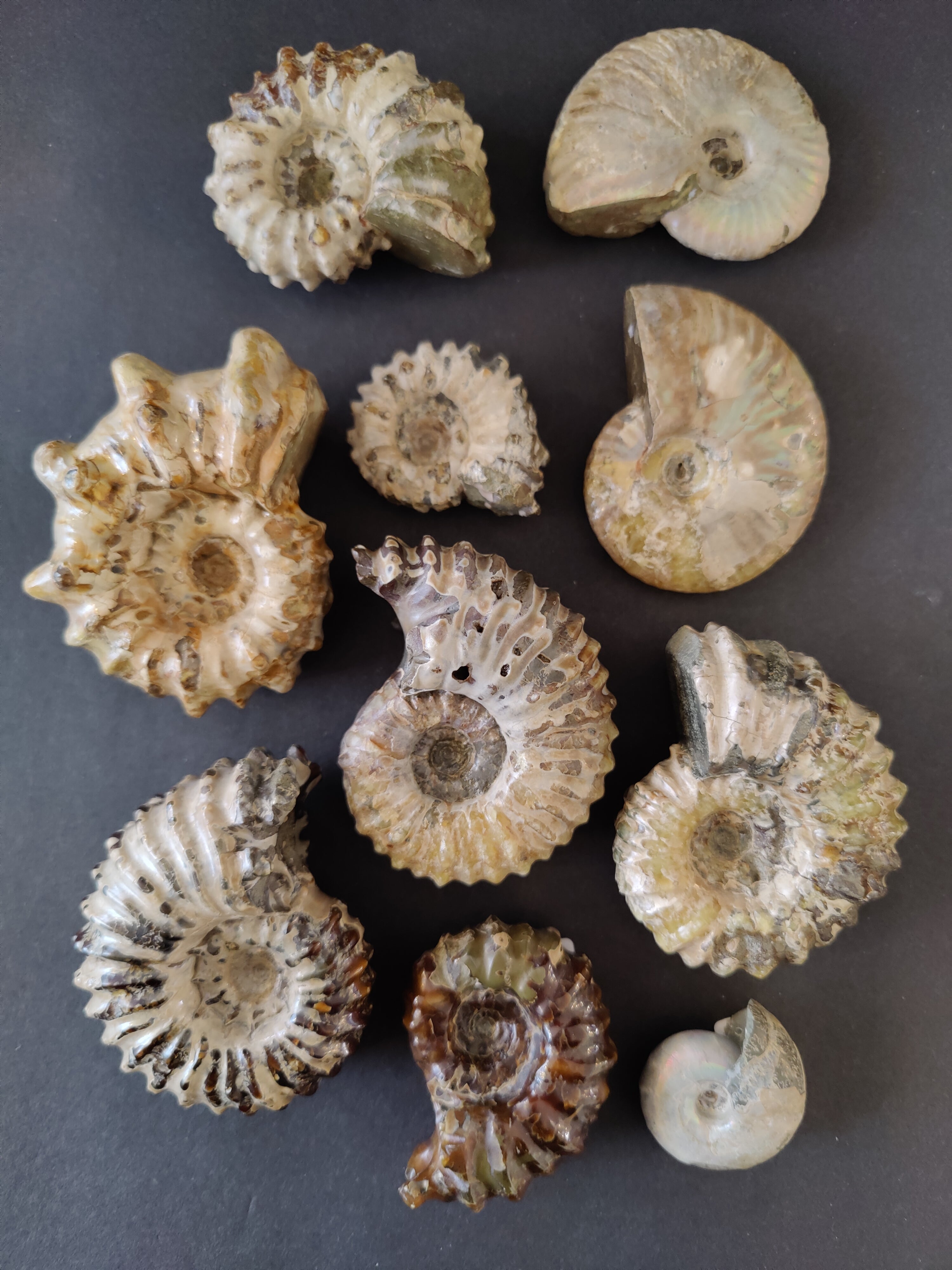 Polished Ammonite Fossil from Early Cretaceous Madagascar showing spiral shell detail