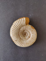 Polished spiral ammonite fossil with ribbed texture and beige coloration on a dark background, showing exposed inner sections with earthy tones.