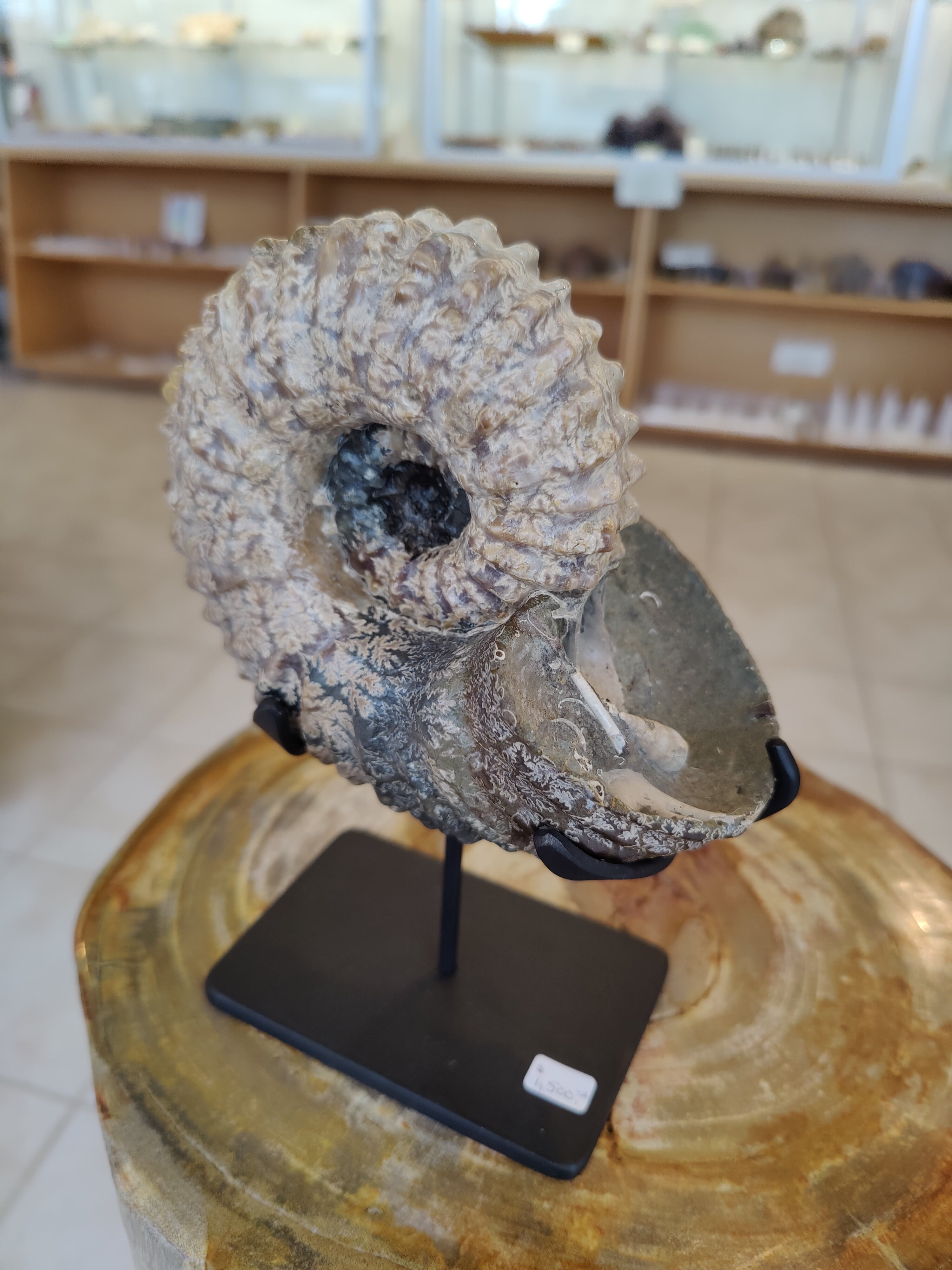 Ammonite Fossils with Display Stand, Early Cretaceous, Madagascar by Rare Earth Gallery - product image 3 for Resin Society