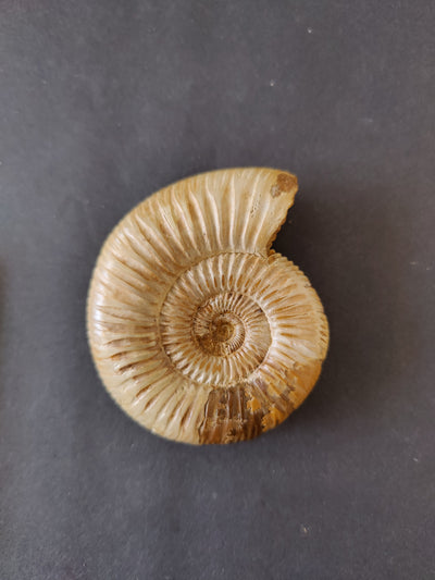 Polished Ammonite Fossil, Late Jurassic, Madagascar
