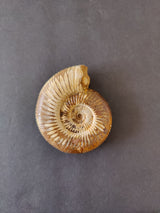 Polished Late Jurassic ammonite fossil from Madagascar with visible spiral ridges and a broken outer edge, displayed on a neutral gray background.