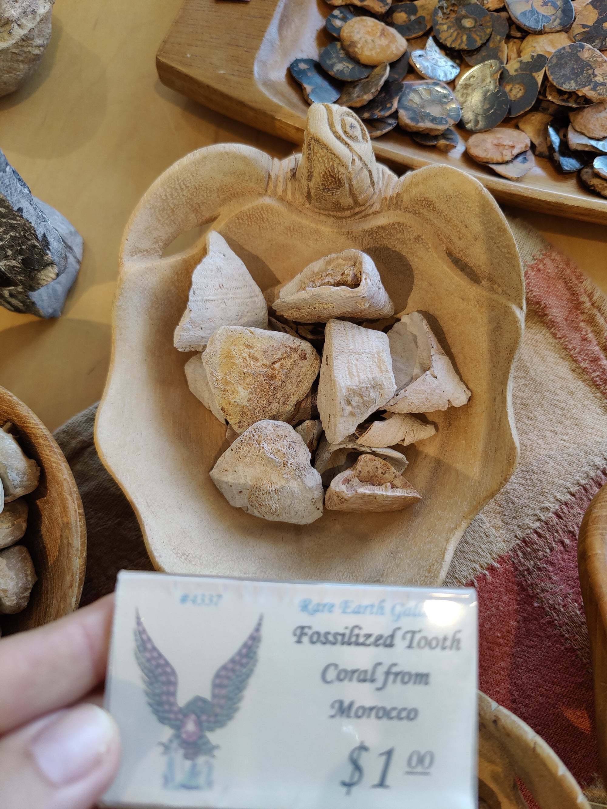 Assorted fossilized Tooth Coral specimens from Morocco with textured, coral-like formations
