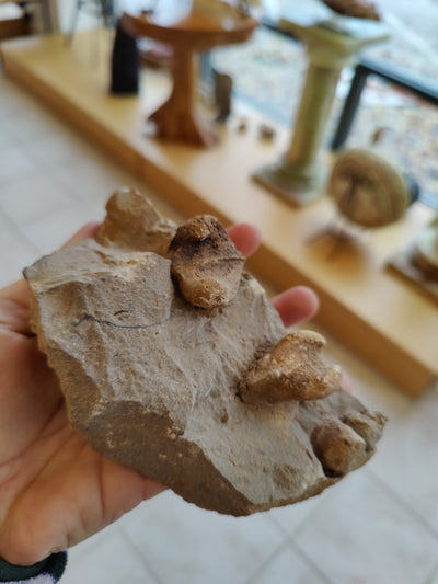 Rough Gastropod Large by Rare Earth Gallery - product image 2 for Resin Society