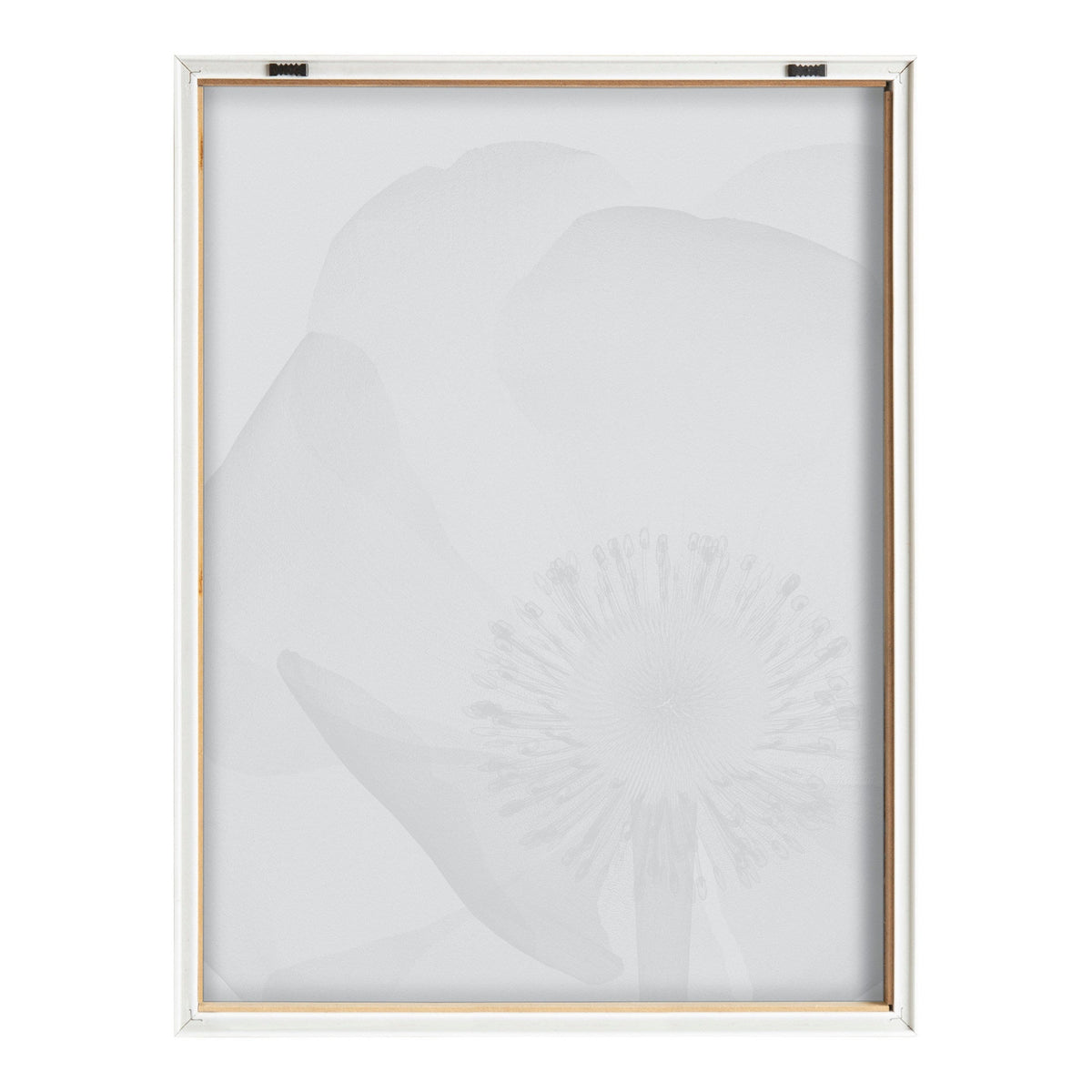 Black and white framed print showing a translucent poppy flower in X-ray style, emphasizing the central pistil and delicate petal structure.