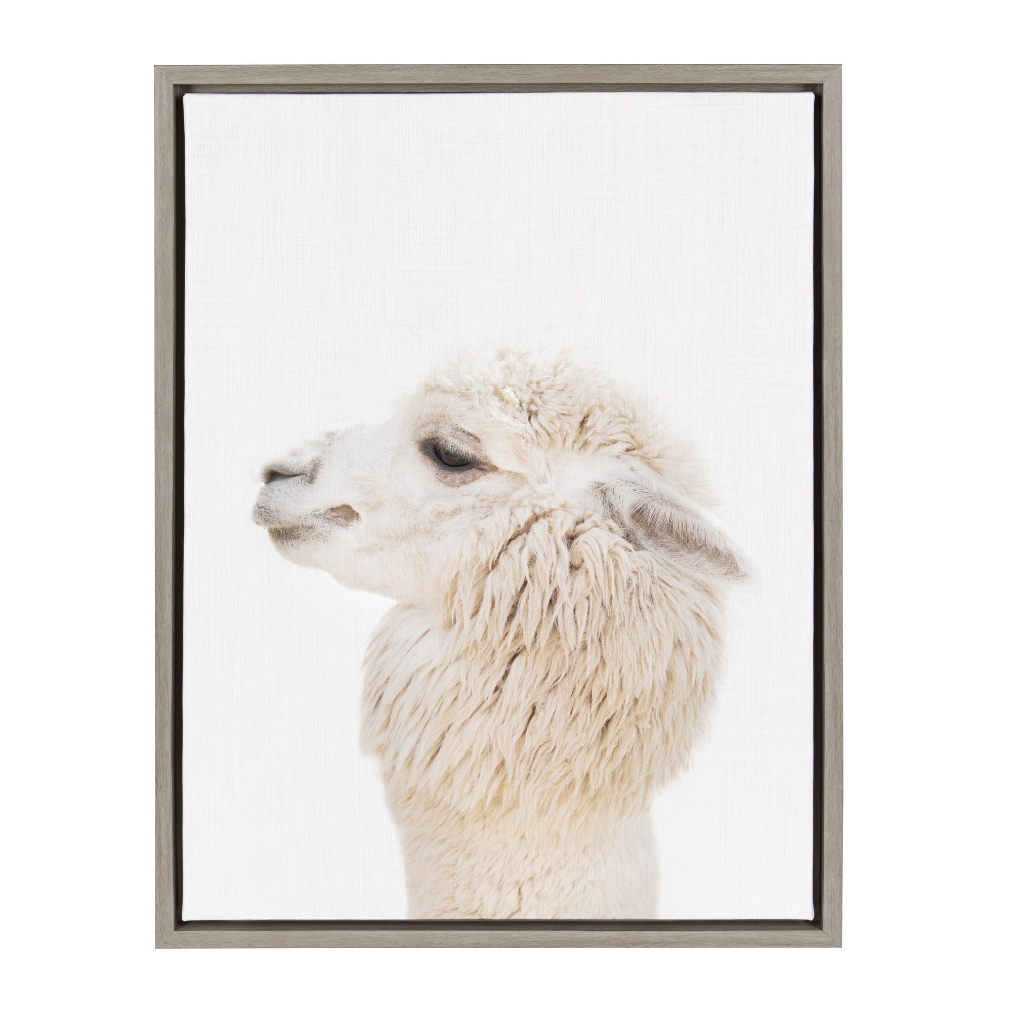 Sylvie Animal Studio Alpaca Profile Framed Canvas by Amy Peterson Art Studio