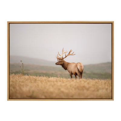 Sylvie Tule Elk No 3 Framed Canvas by kateandlaurel - product image 8 for Resin Society