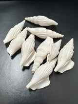 Close-up of natural white Strombus Vittatus crafting shells with tan accents