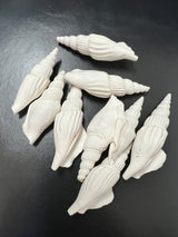 Close-up of natural white Strombus Vittatus crafting shells with tan accents
