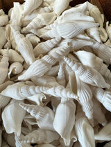 Close-up of natural white Strombus Vittatus crafting shells with tan accents