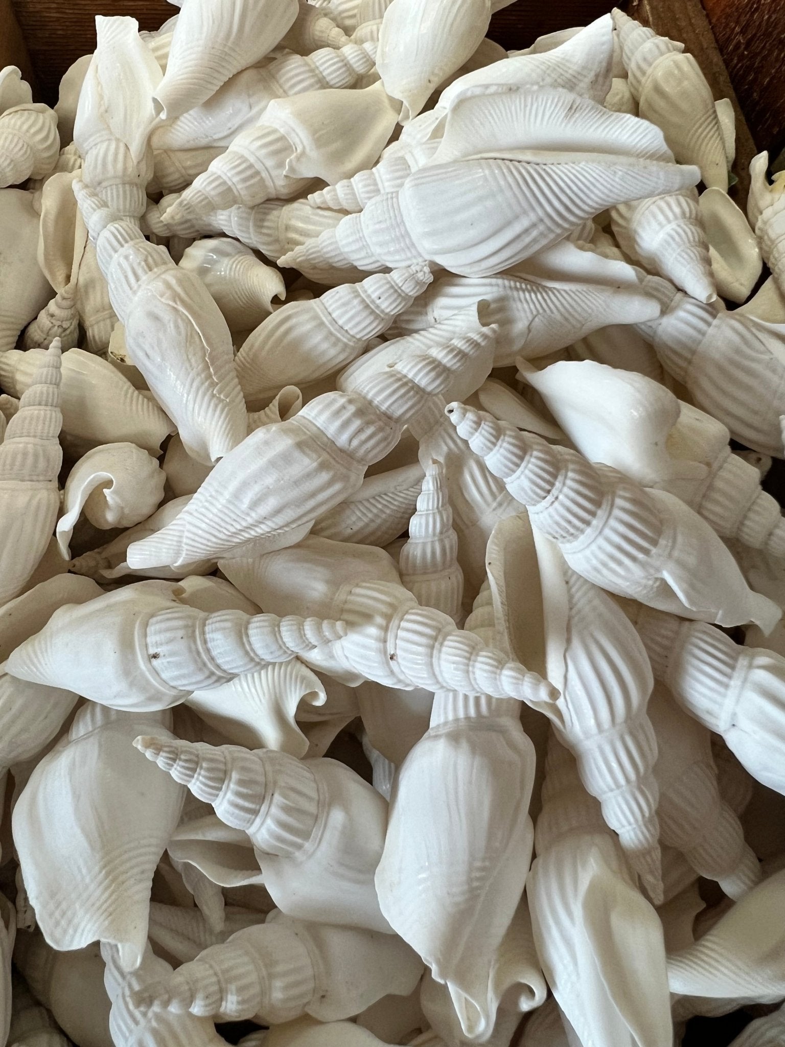 Close-up of natural white Strombus Vittatus crafting shells with tan accents