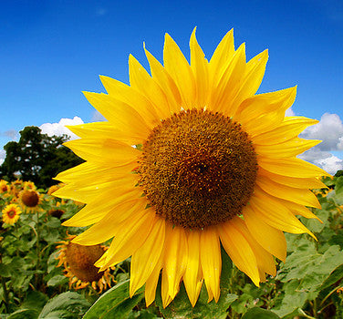 Mammoth Russian Sunflower Seeds detail image - Resin Society