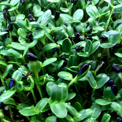 Sunflower Microgreen Seeds detail image - Resin Society