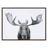 Black and white close-up of a moose facing forward with large, textured antlers spreading wide, set against a plain white background in a dark wood frame.
