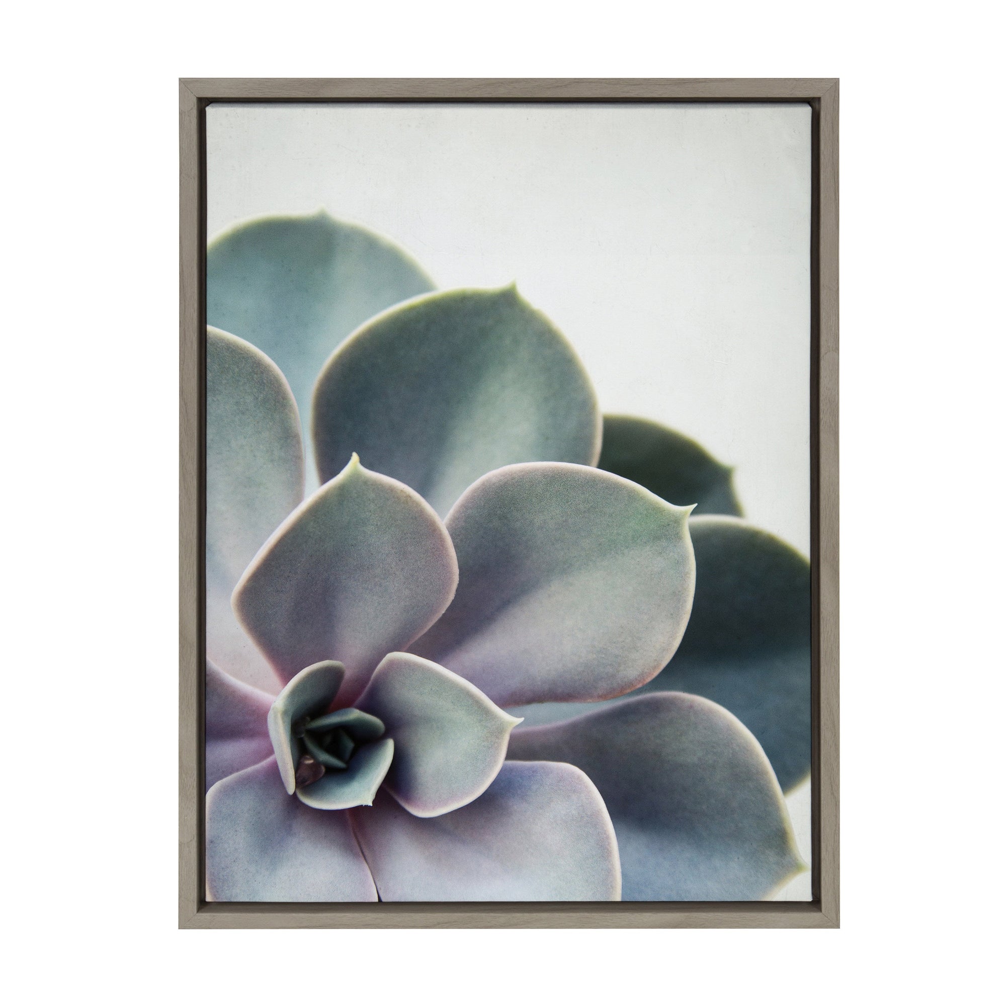 Sylvie Succulent 5 Framed Canvas by F2 Images by kateandlaurel - main product image for Resin Society