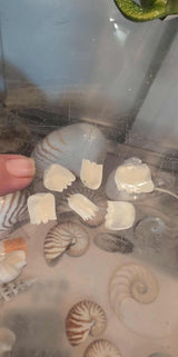 Close-up of natural Tarpon fish scales showing pearly translucent finish in small and large sizes for crafting