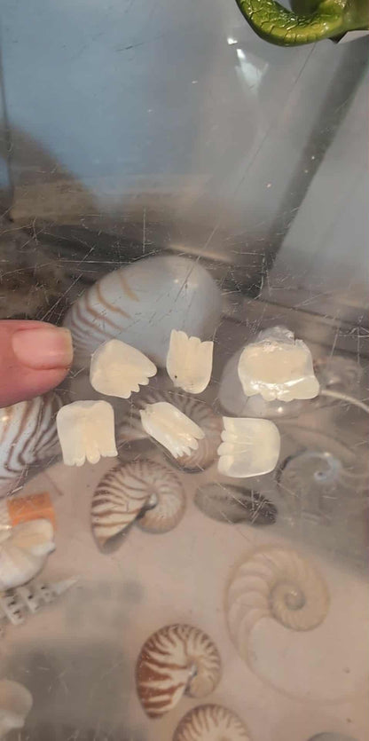 Close-up of natural Tarpon fish scales showing pearly translucent finish in small and large sizes for crafting
