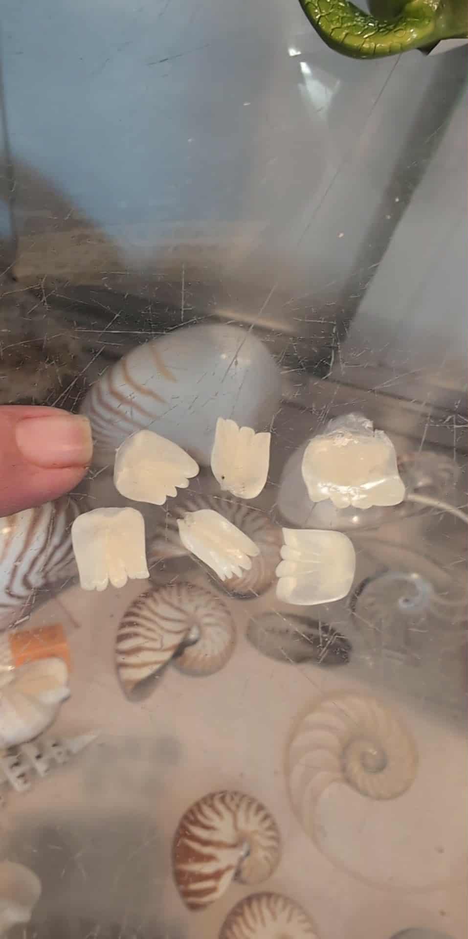 Close-up of natural Tarpon fish scales showing pearly translucent finish in small and large sizes for crafting