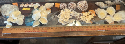 Close-up of natural Tarpon fish scales showing pearly translucent finish in small and large sizes for crafting