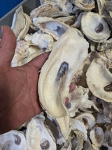 Natural Texas Gulf Coast oyster shells in mixed sizes and shapes for crafting and décor