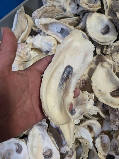 Natural Texas Gulf Coast oyster shells in mixed sizes and shapes for crafting and décor