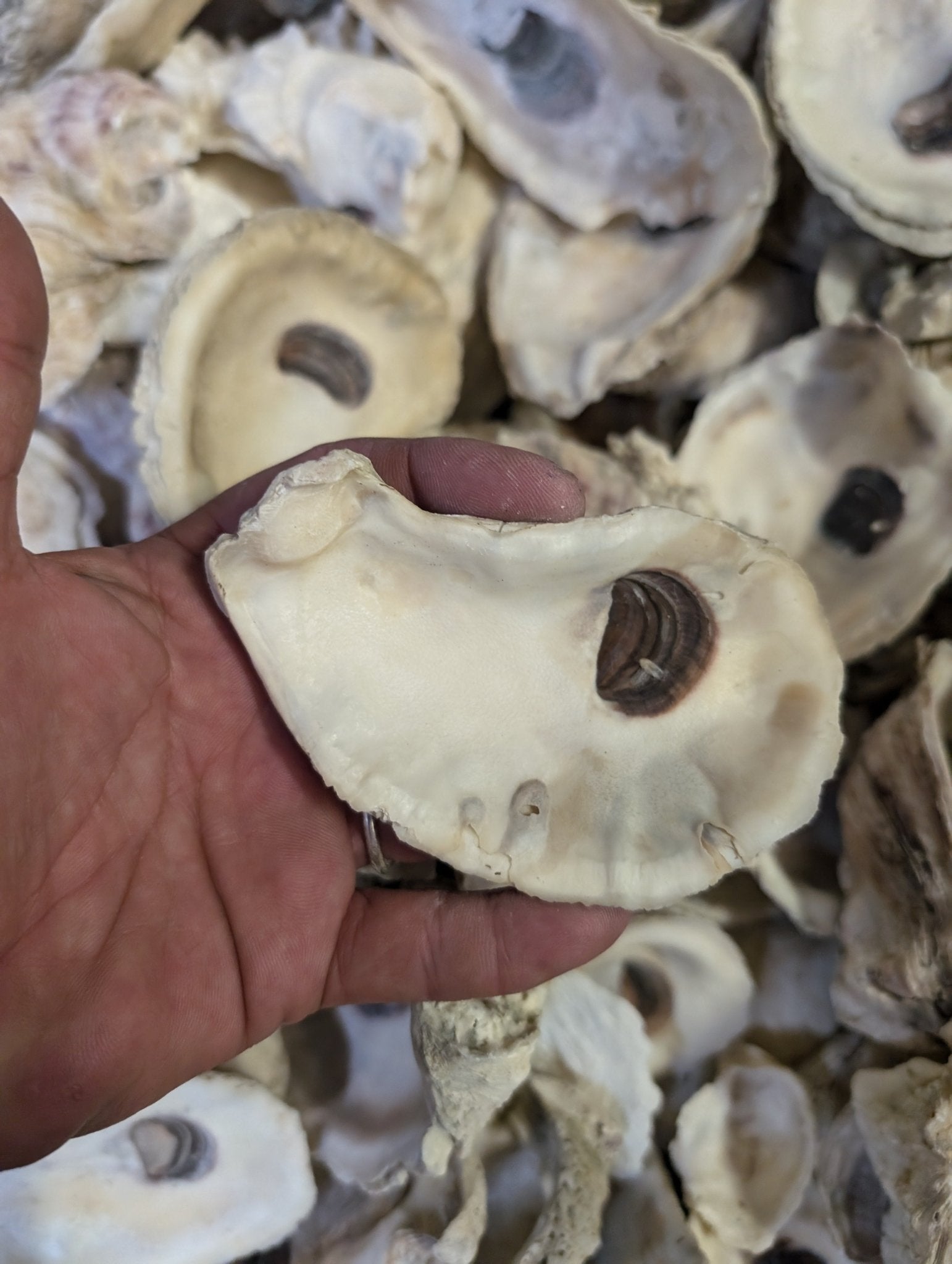 Natural Texas Gulf Coast oyster shells in mixed sizes and shapes for crafting and décor