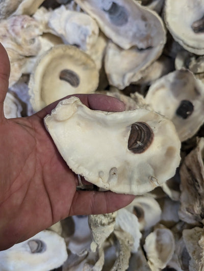 Natural Texas Gulf Coast oyster shells in mixed sizes and shapes for crafting and décor