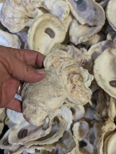 Natural Texas Gulf Coast oyster shells in mixed sizes and shapes for crafting and décor