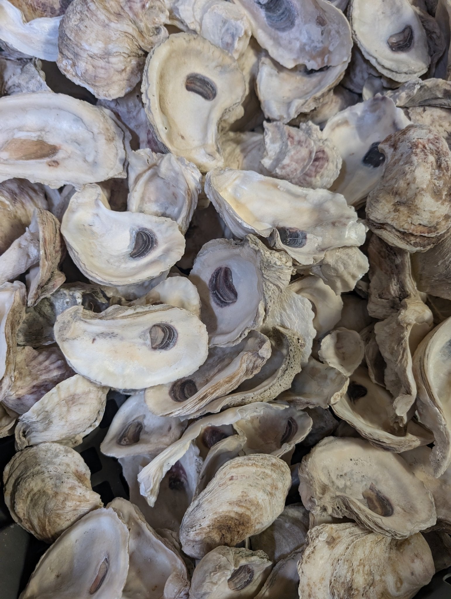 Natural Texas Gulf Coast oyster shells in mixed sizes and shapes for crafting and décor