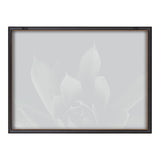 Faint, grayscale close-up of a succulent plant with broad, pointed leaves framed in a simple black and brown rectangular frame against a white background.