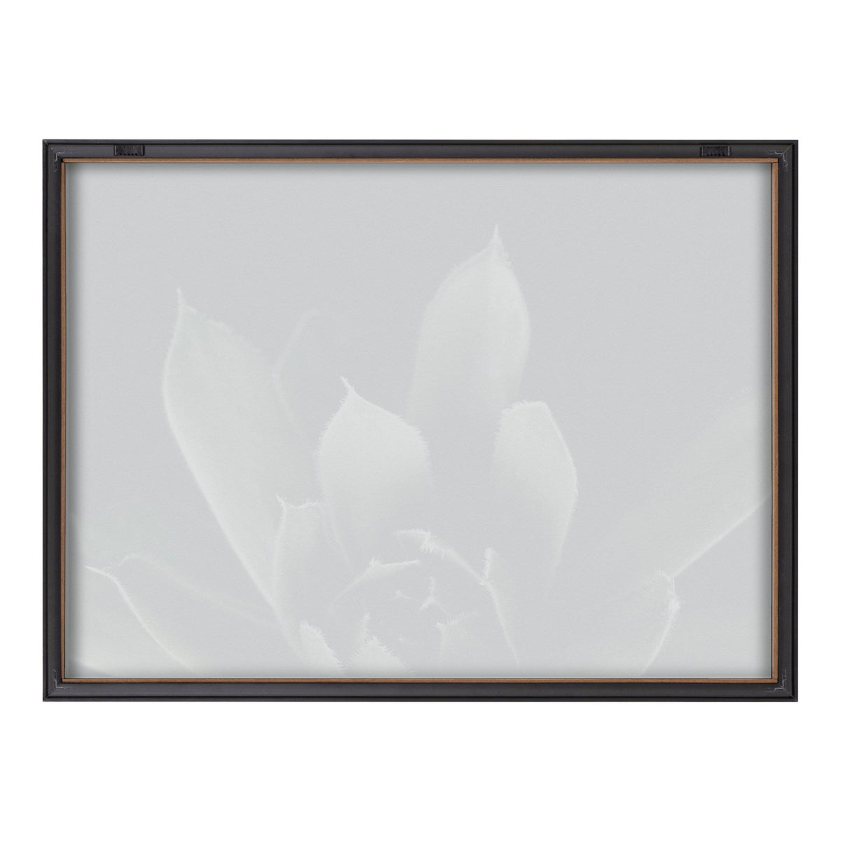 Faint, grayscale close-up of a succulent plant with broad, pointed leaves framed in a simple black and brown rectangular frame against a white background.
