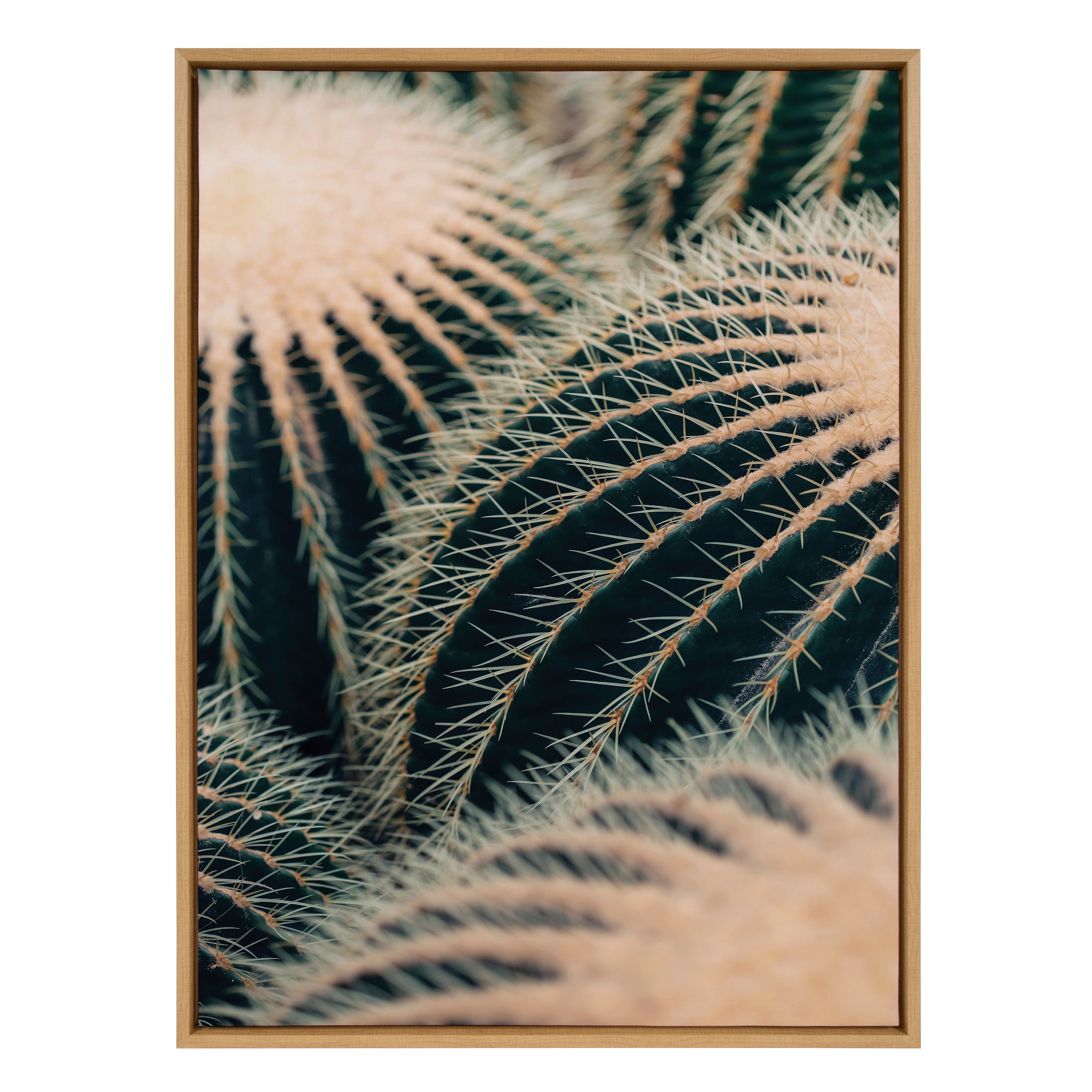 Sylvie Barrel Cactus Framed Canvas by Alicia Bock